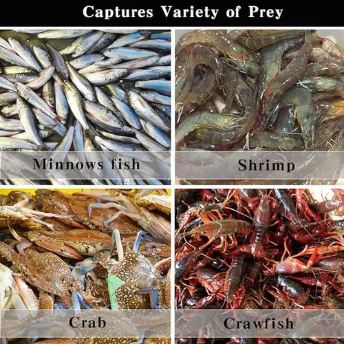 Fishing Traps Net Fishing Net Shrimp Cage Foldable Fishing Net Traps  8 Hole Shrimp Cage Meshes Crabbing Equipment