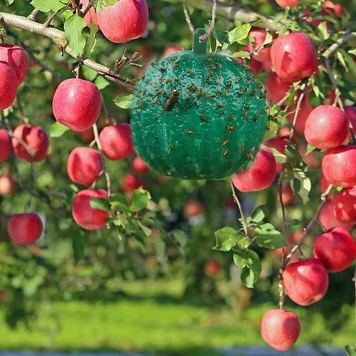 Fruit Fly Traps Sticky