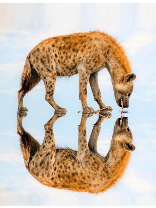 Mirror Reflection For Phone Camera