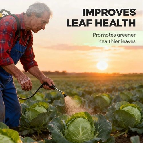 Cabbage Nutrient