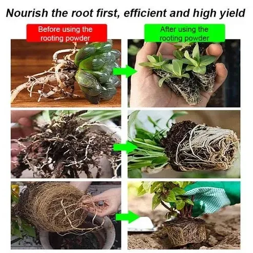 Rooting Powder