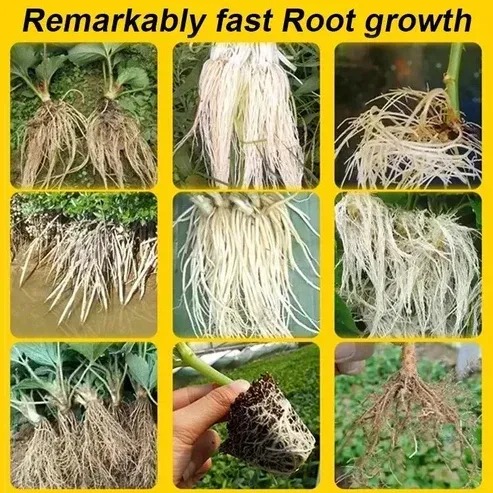Rooting Powder