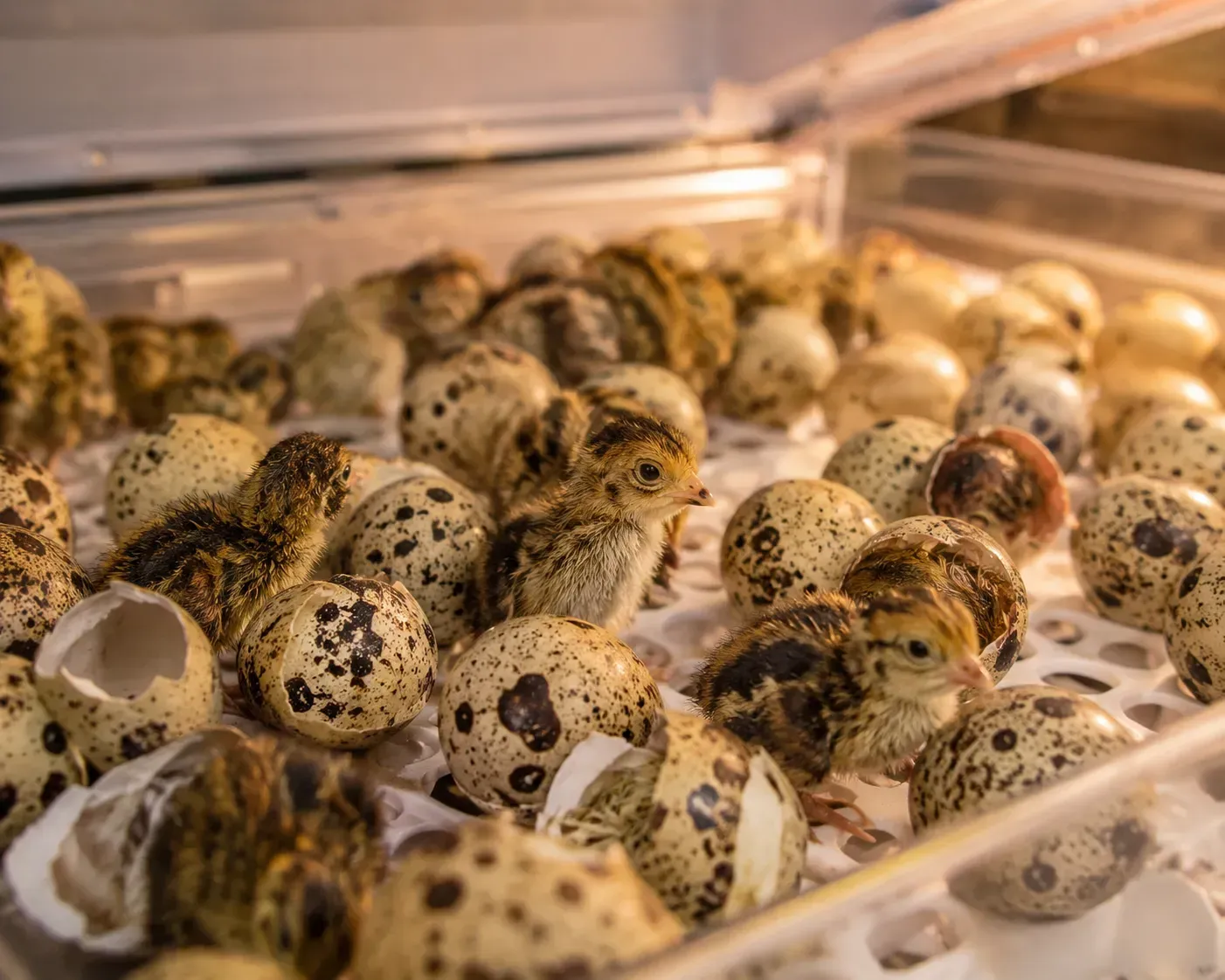 Fully Automatic Egg Incubator✨