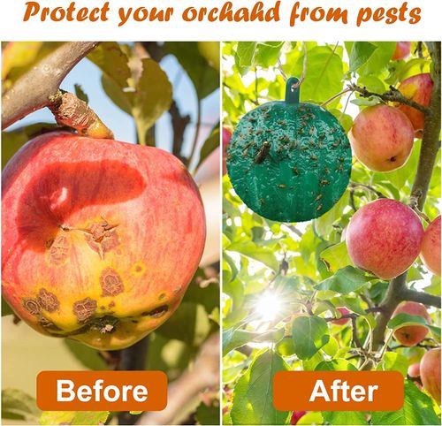 Fruit Fly Traps Sticky
