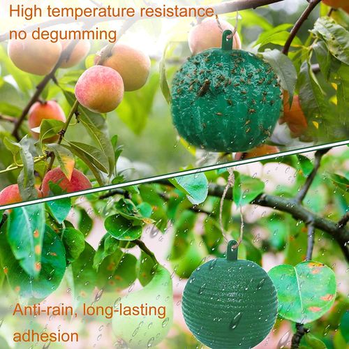 Fruit Fly Traps Sticky