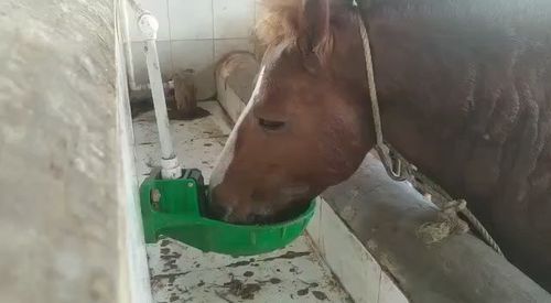 Cow Water Bowl