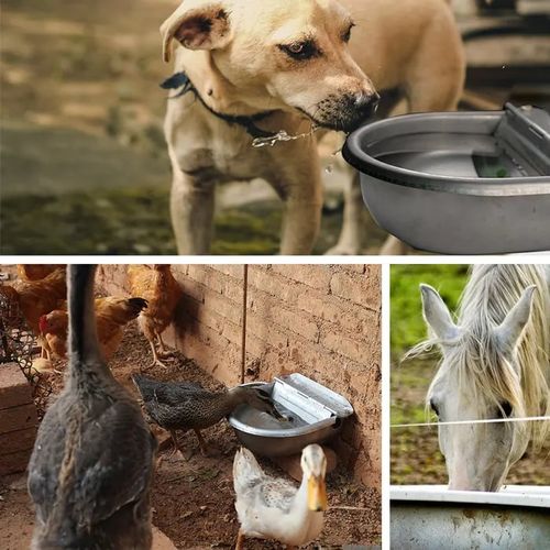 Animal Water Bowl