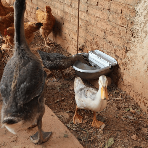 Animal Water Bowl