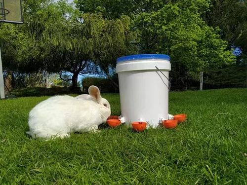 Automatic Animal Water Cups
