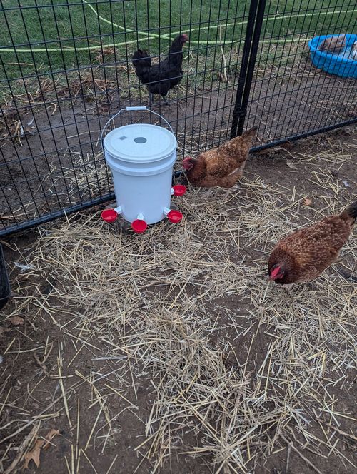 Automatic Animal Water Cups