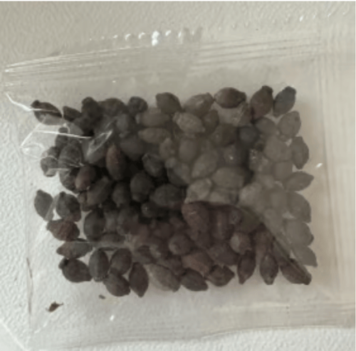 Midnight Perfume Jasmine Seeds