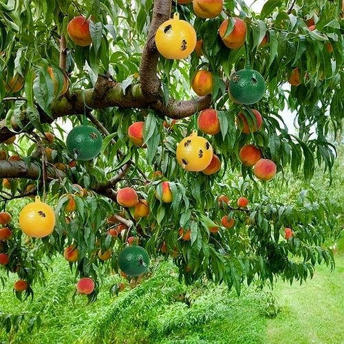 Fruit Fly Traps Sticky
