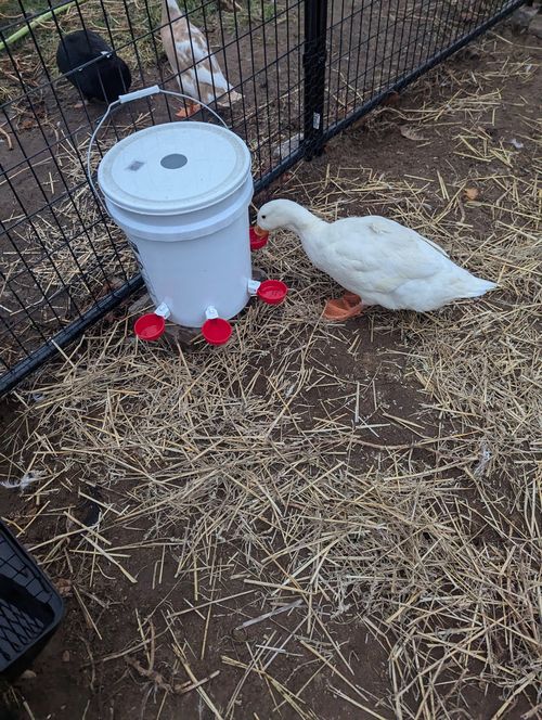 Automatic Animal Water Cups