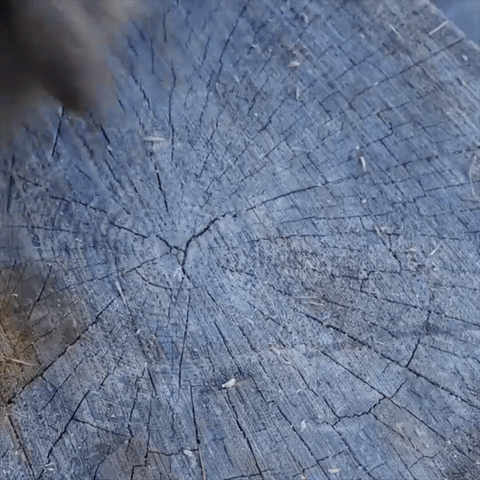 Hex Shank Firewood Drill Bit