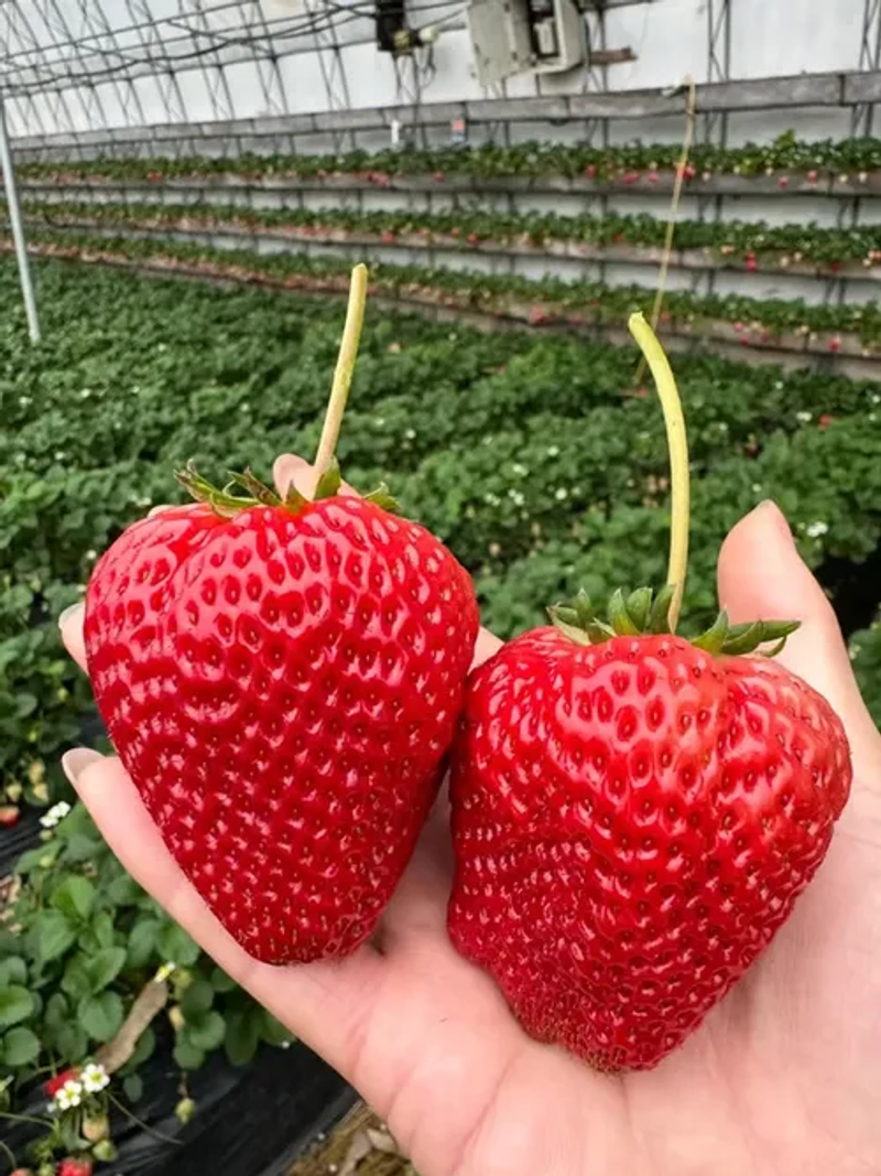🔥All-year-round strawberry seeds🍓