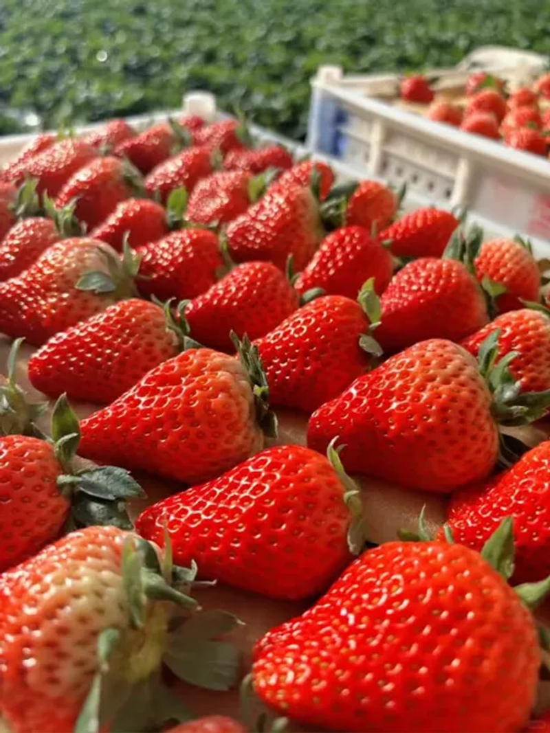 🔥All-year-round strawberry seeds🍓