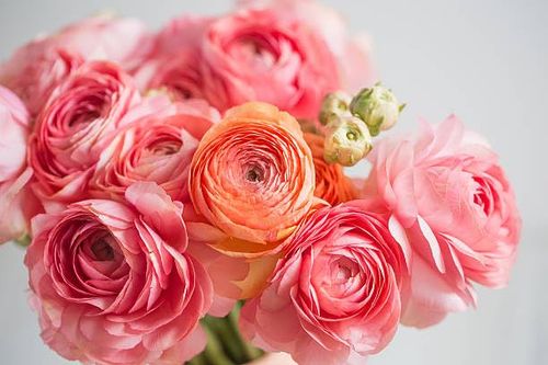 🔥HOT SALE🔥 COD！Mixed Color Ranunculus Bulbs, Assorted Rainbow of Double Blooms, Spring Flowering Bulbs Wedding Flower Bulbs for Garden Beds, Borders, Cut Flowers & Container Gardening