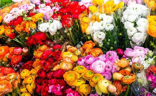 🔥HOT SALE🔥 COD！Mixed Color Ranunculus Bulbs, Assorted Rainbow of Double Blooms, Spring Flowering Bulbs Wedding Flower Bulbs for Garden Beds, Borders, Cut Flowers & Container Gardening