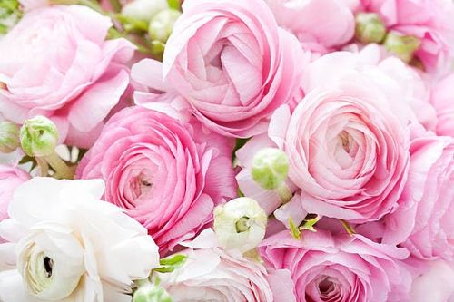 🔥HOT SALE🔥 COD！Mixed Color Ranunculus Bulbs, Assorted Rainbow of Double Blooms, Spring Flowering Bulbs Wedding Flower Bulbs for Garden Beds, Borders, Cut Flowers & Container Gardening