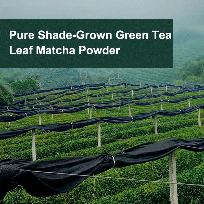 AMULYN 100% Pure Organic Matcha Green Tea Powder OEM Private Label Organic Green Ceremonial Matcha Powder in Can Tinned