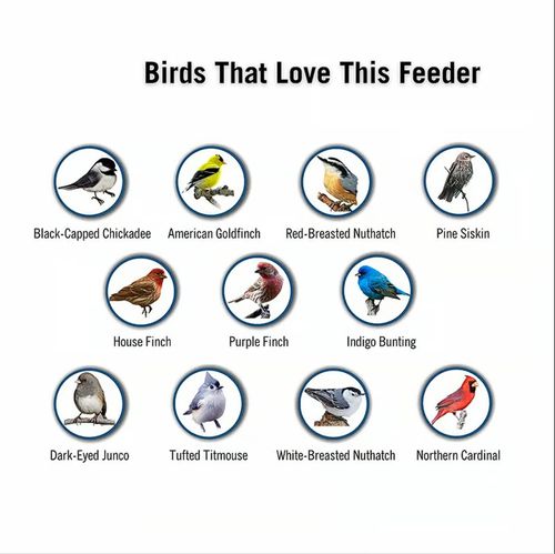 Bird Feeder