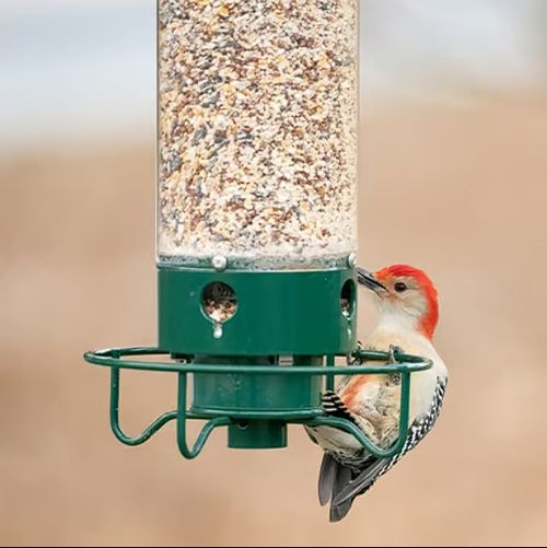 Bird Feeder