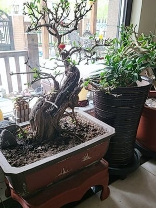 🔥Tesouro ativado pelo solo - Você vai se surpreender