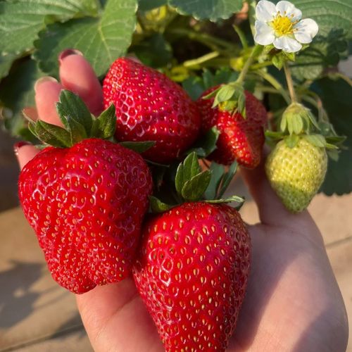 🍓Sementes cremosas de morango