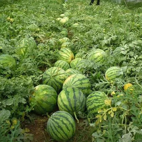 🌱Sementes de Melancia Rubi🌈(desconto por tempo limitado)