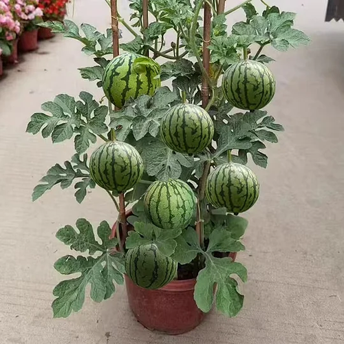 🌱Sementes de Melancia Rubi🌈(desconto por tempo limitado)