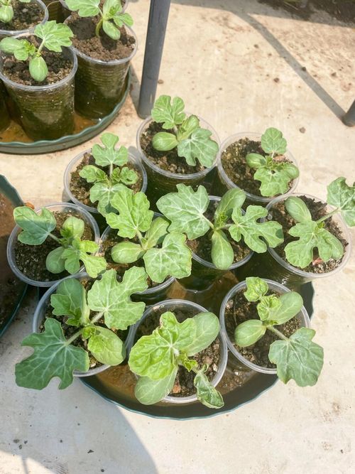 🌱Sementes de Melancia Rubi🌈(desconto por tempo limitado)