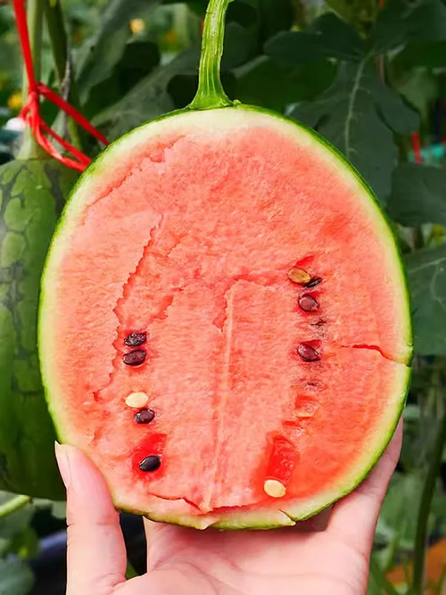 🌱Sementes de Melancia Rubi🌈(desconto por tempo limitado)
