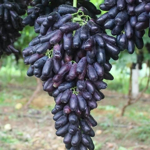 🍇Sementes de uvas de safira - nutrindo sua saúde com nutrientes ricos
