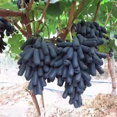 🍇Sementes de uvas de safira - nutrindo sua saúde com nutrientes ricos