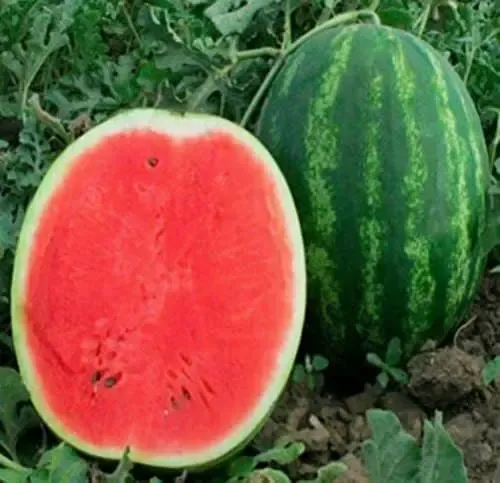 Watermelon seeds for growing non-GMO heirloom seeds