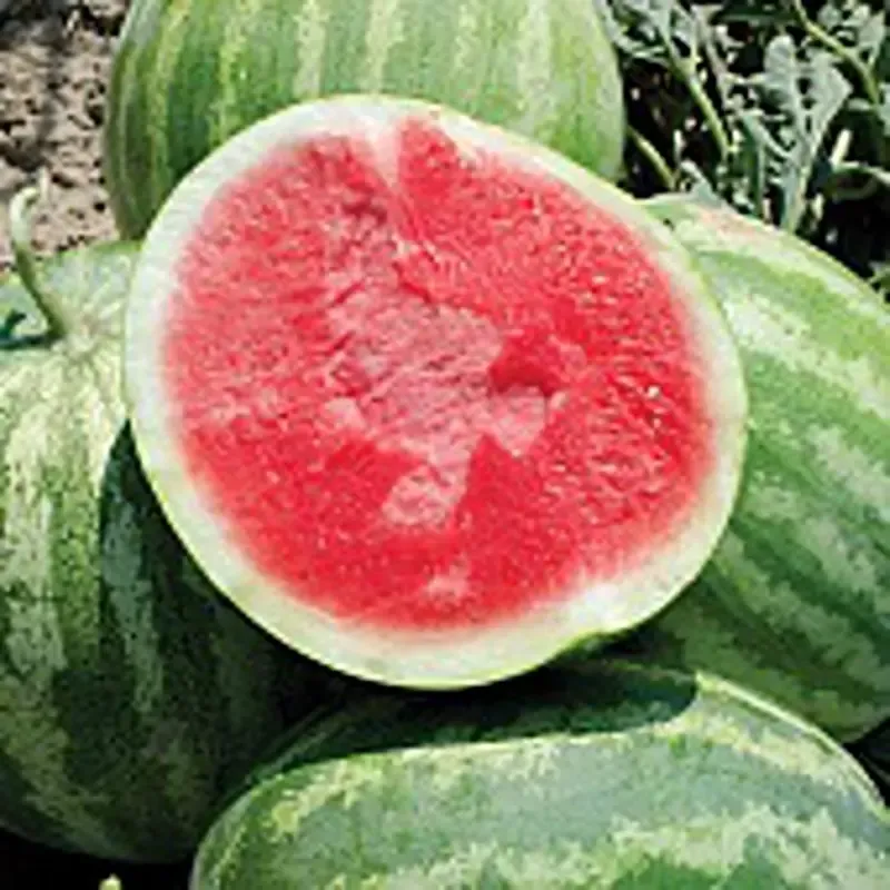 Watermelon seeds for growing non-GMO heirloom seeds