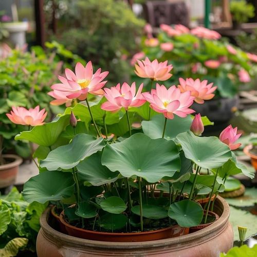 🔥HOT SALE🔥 COD！Water Lily Seeds, Open-Petaled Lotus Seeds, Multi-Colored Lotus Seeds, Large Water Lily Seedlings, Bowl-Shaped Water Lilies, Four-Season Blooming Seeds, Bowl-Shaped Water Lily Seeds
