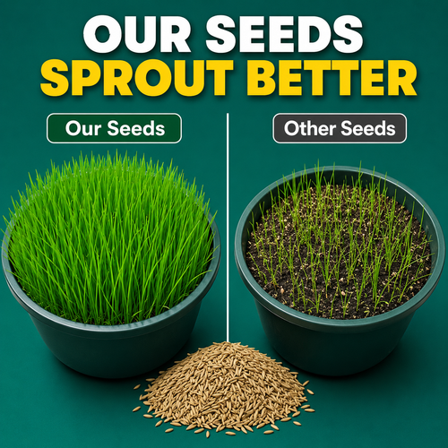 🔥HOT SALE🔥 COD！Four-Season Lawn Seeds, No-Mow Lawn Grass Seeds, Slope Stabilization and Soil Conservation Mixed Seeds, Evergreen, Cold-Hardy, Drought-Tolerant Grass Seeds