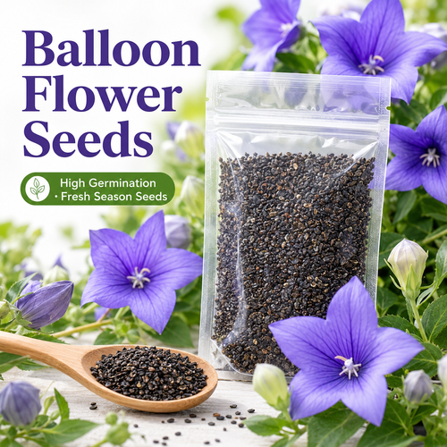 🔥HOT SALE🔥 COD！Premium Platycodon (Balloon Flower) seeds—suitable for medicinal use, consumption, and planting across all seasons (including spring).