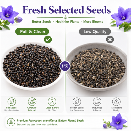 🔥HOT SALE🔥 COD！Premium Platycodon (Balloon Flower) seeds—suitable for medicinal use, consumption, and planting across all seasons (including spring).
