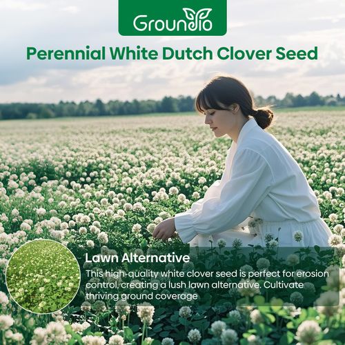 1LB Perennial White Dutch Clover Seeds for Lawn
