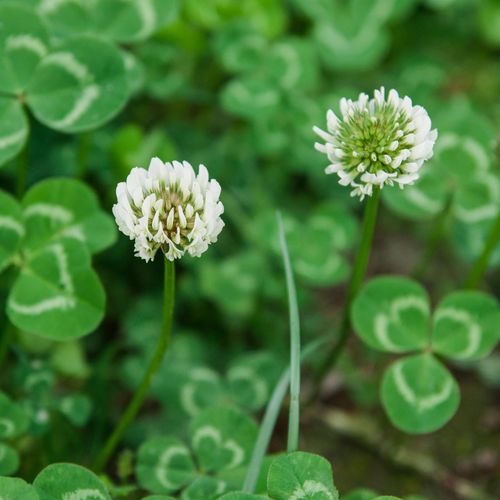 1LB Perennial White Dutch Clover Seeds for Lawn