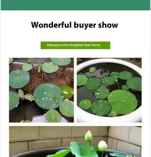 🌸7 days germination Last Day Sale - 50% OFF💐The Sacred Bonsai Bowl Lotus Flower Seed🌺