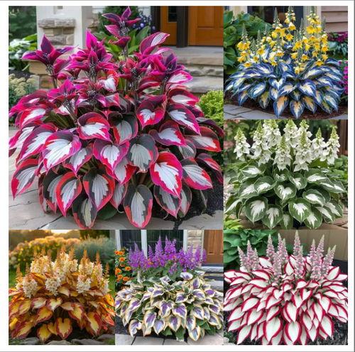 🎁2025 Special Offer🍃Rare Hosta Seeds🌿