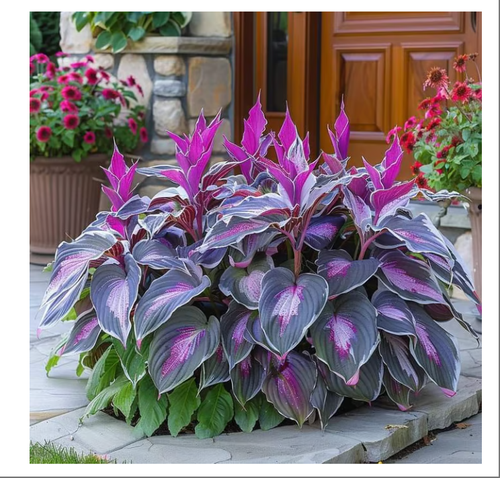 🎁2025 Special Offer🍃Rare Hosta Seeds🌿