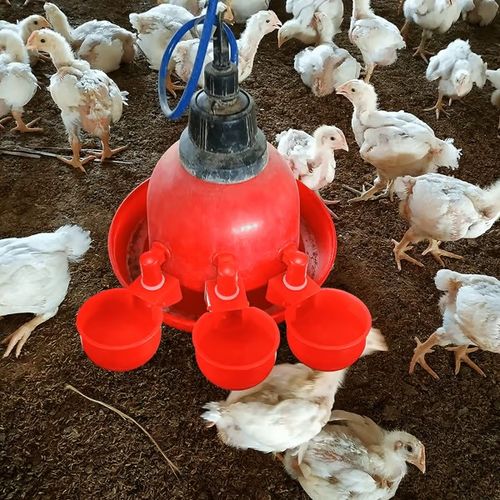 Automatic Poultry Drinking Bowl