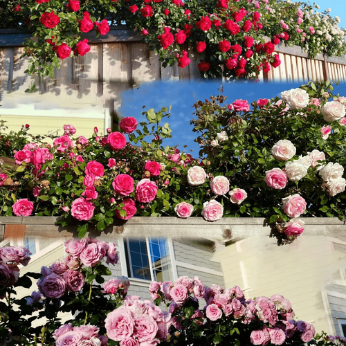 🎄Halloween Sales 49% OFF🌺Climbing Rose Seeds 400 sends