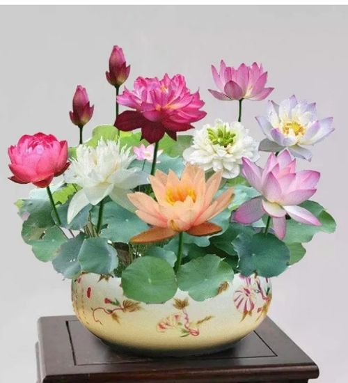 🌸7 days germination Last Day Sale - 50% OFF💐The Sacred Bonsai Bowl Lotus Flower Seed🌺
