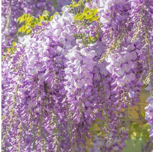 💮💮WISTERIA  THE GARDEN CASCADING BEAUTY ALL YEAR ROUND💮💮