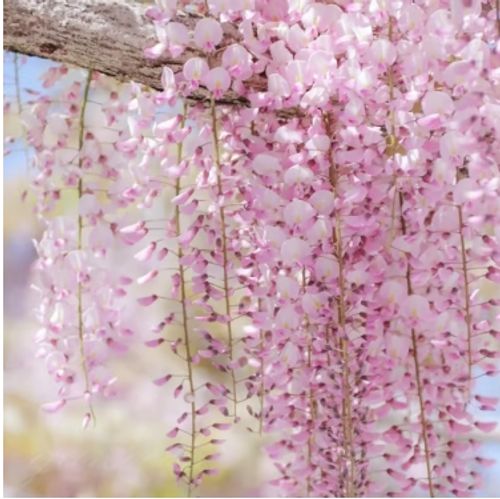 💮💮WISTERIA  THE GARDEN CASCADING BEAUTY ALL YEAR ROUND💮💮